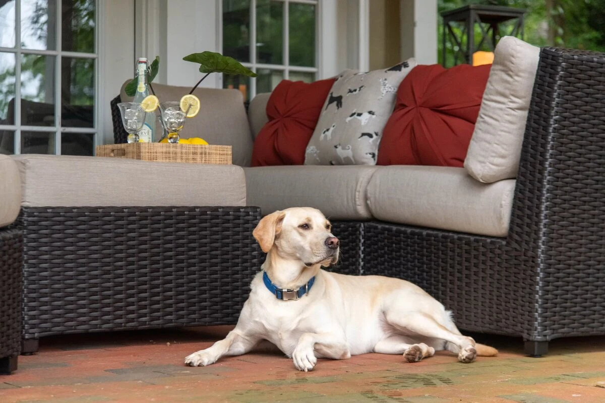 A yellow Labrador Retriever resting on a brick patio in front of a dark wicker outdoor sofa with gray and red cushions and a side tray with drinks.